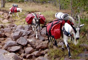 Pack Goats on the Arizona Trail