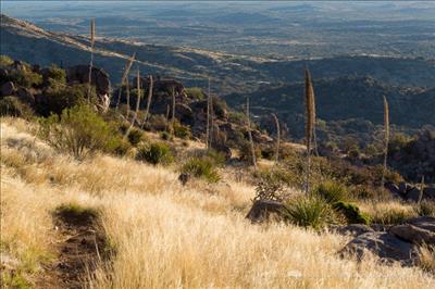 AZT Oracle Rumble Trail Running Event Returns on January 29